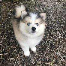 Excellence lovely Male and Female pomsky Puppies for adoption