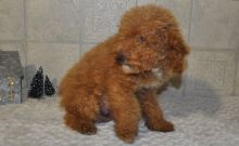 Excellence lovely Male and Female poodle Puppies for adoption