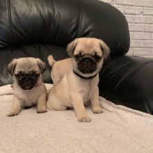 Excellence lovely Male and Female pug Puppies for adoption