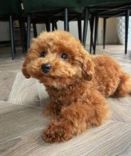 Excellence lovely Male and Female toy poodle Puppies for adoption