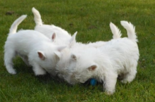 West highland terrier puppies available