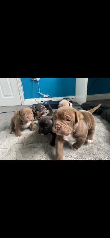 Adorable French Bulldog puppies for ADOPTION Image eClassifieds4u