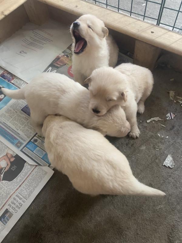 Beautiful German Shepherd Puppies for adoption Image eClassifieds4u