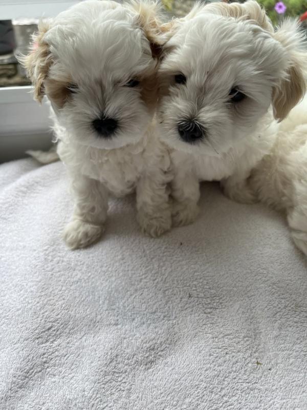beautiful Maltpoo Puppies ready for adoption.. Image eClassifieds4u