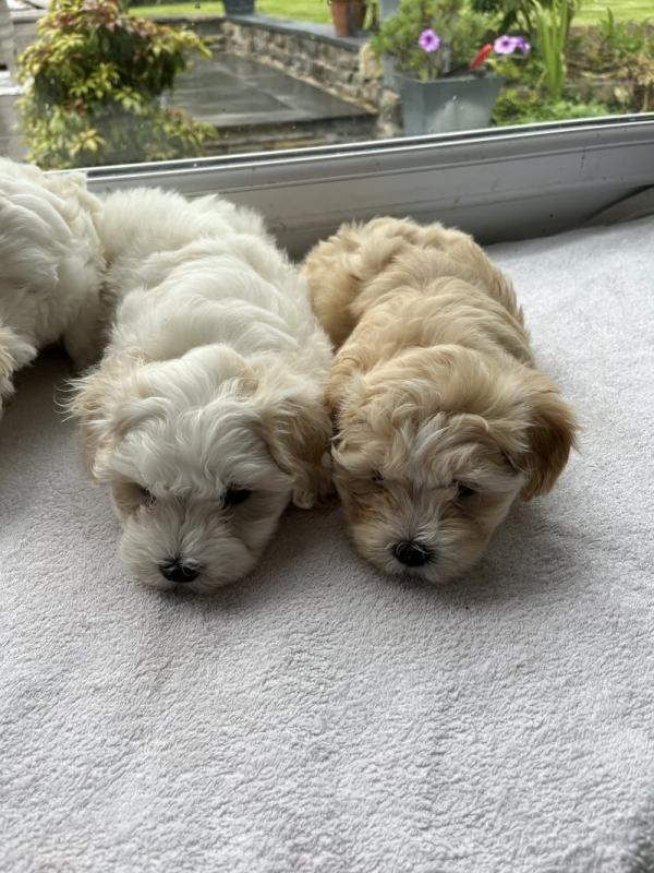 beautiful Maltpoo Puppies ready for adoption.. Image eClassifieds4u