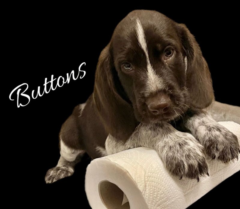 Braque Francais Pointer puppies for adoption.. Image eClassifieds4u