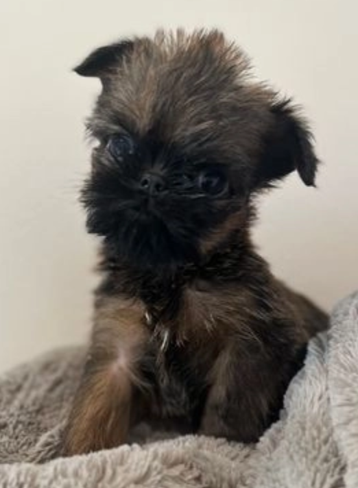 Brussels Griffon puppies now available Image eClassifieds4u