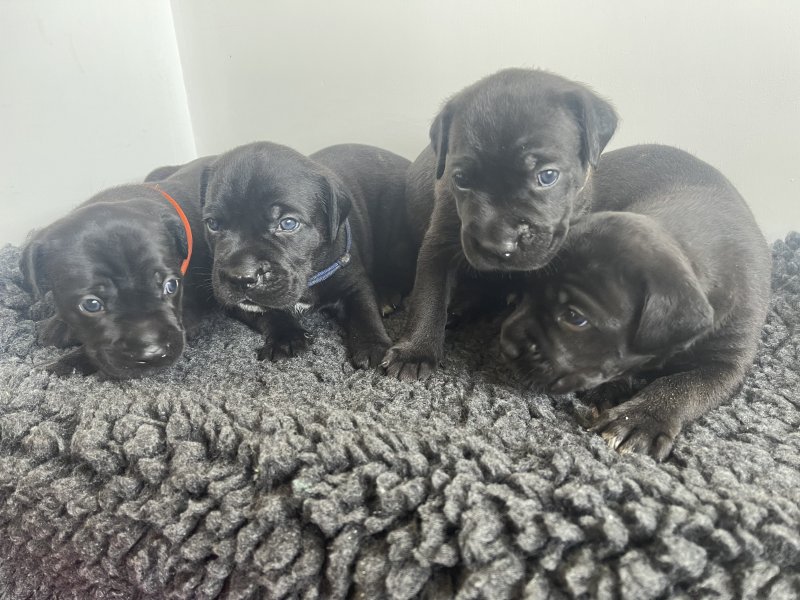 Cane Corso Puppies for loving homes Image eClassifieds4u