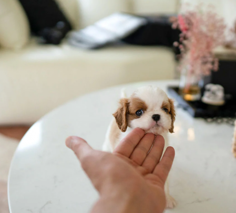 Cavalier king charles spaniels puppies Image eClassifieds4u