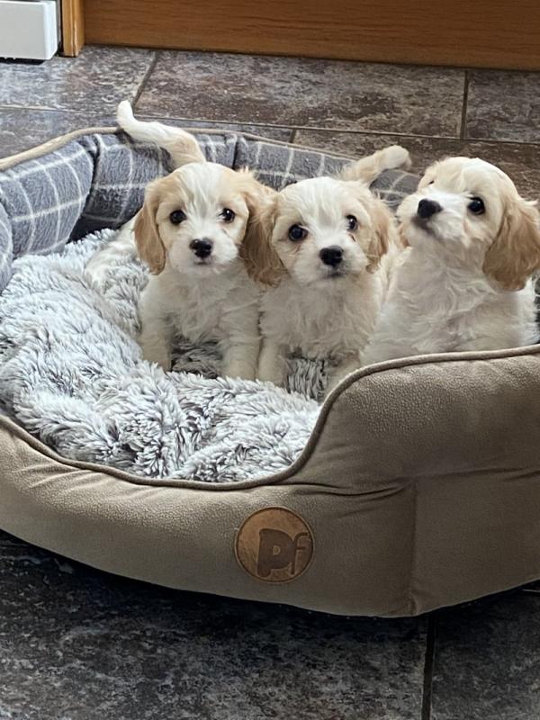 Cavashon puppies ready for adoption Image eClassifieds4u