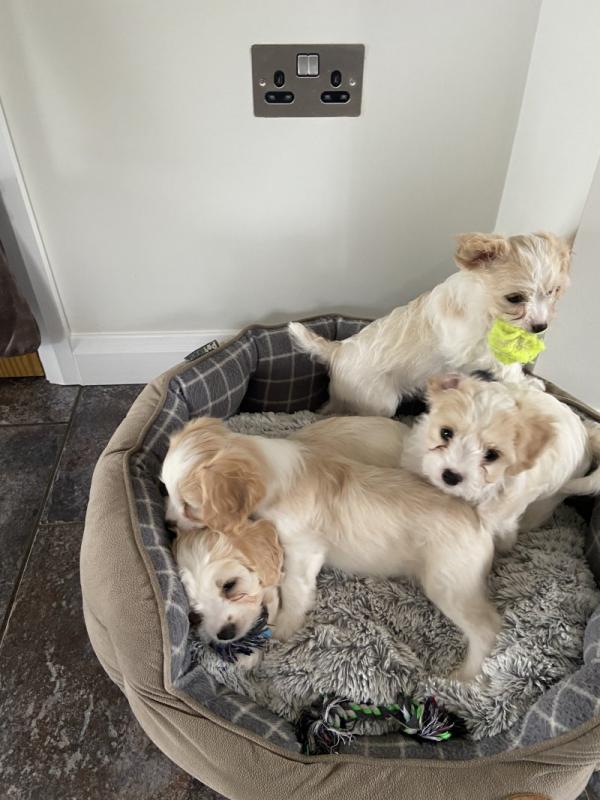 Cavashon puppies ready for adoption Image eClassifieds4u