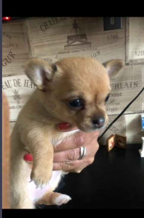 chihuahua puppies available Image eClassifieds4u