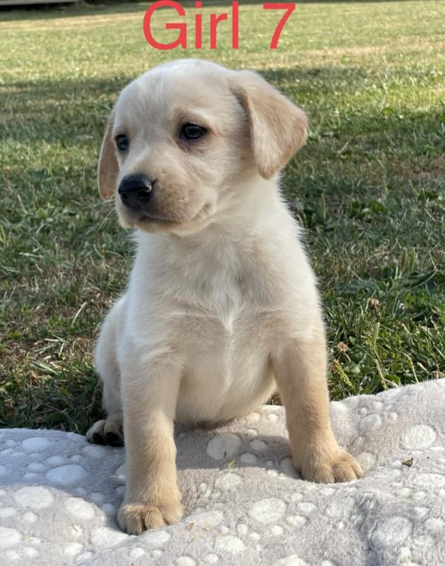 Cute Labrador Retriever puppies ready for adoption.. Image eClassifieds4u