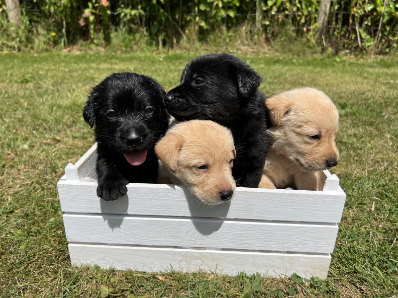 Cute Labrador Retriever puppies ready for adoption.. Image eClassifieds4u