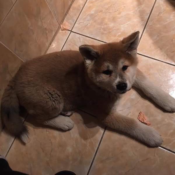 Cute Male and Female Akita Puppies Up for Adoption... Image eClassifieds4u