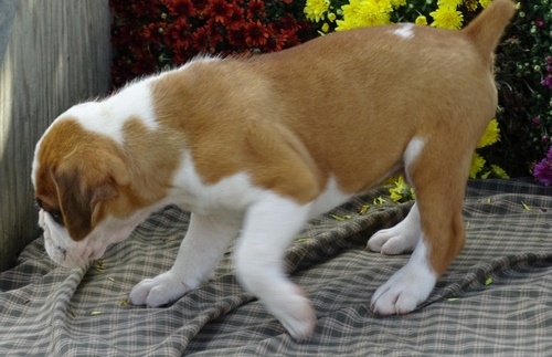 Excellence lovely Male and Female boxer Puppies for adoption Image eClassifieds4u