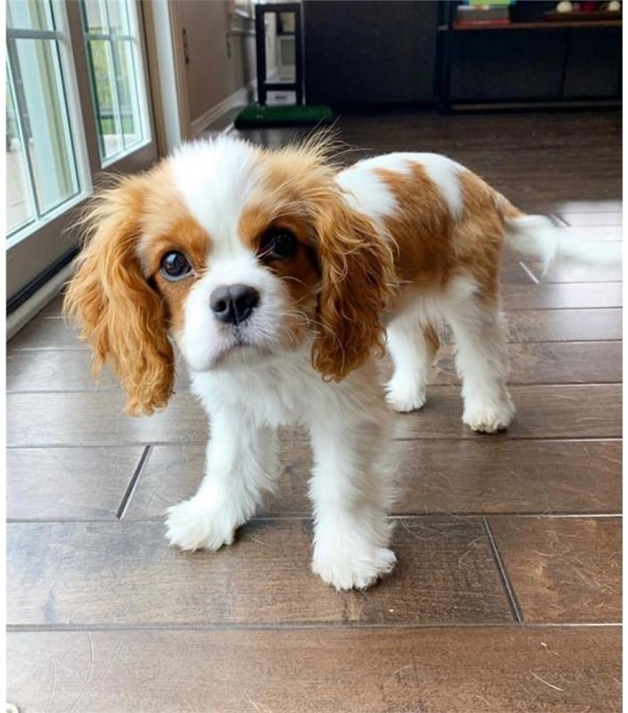 Excellence lovely Male and Female cavalier king charles spaniel Puppies for adoption Image eClassifieds4u