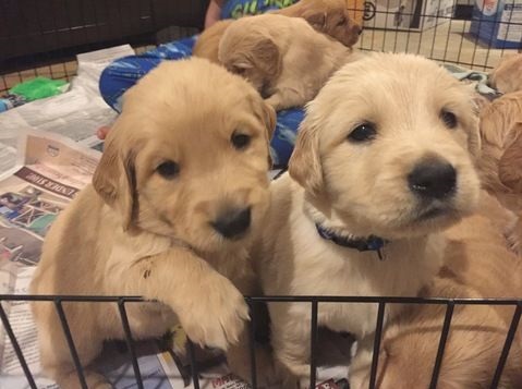 Golden retriever available for adoption' Image eClassifieds4u