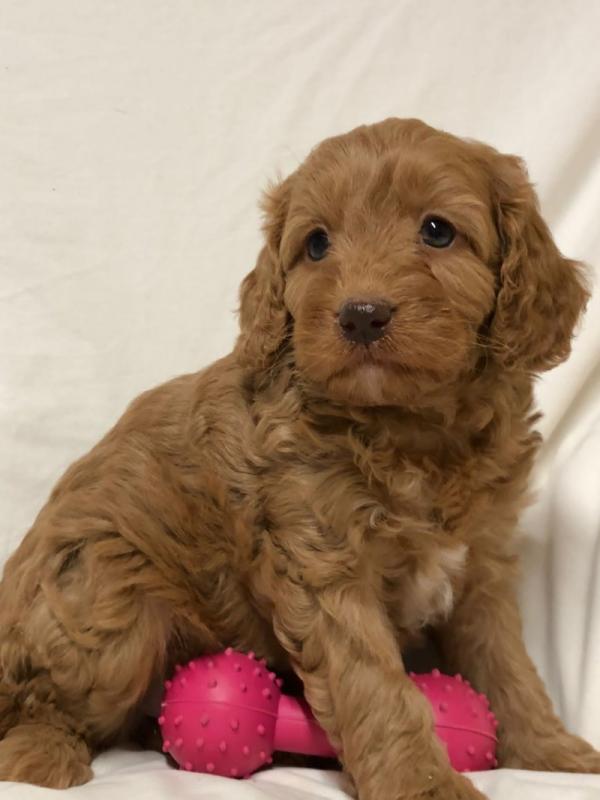Gorgeous Red Cavapoo Puppies for adoption Image eClassifieds4u