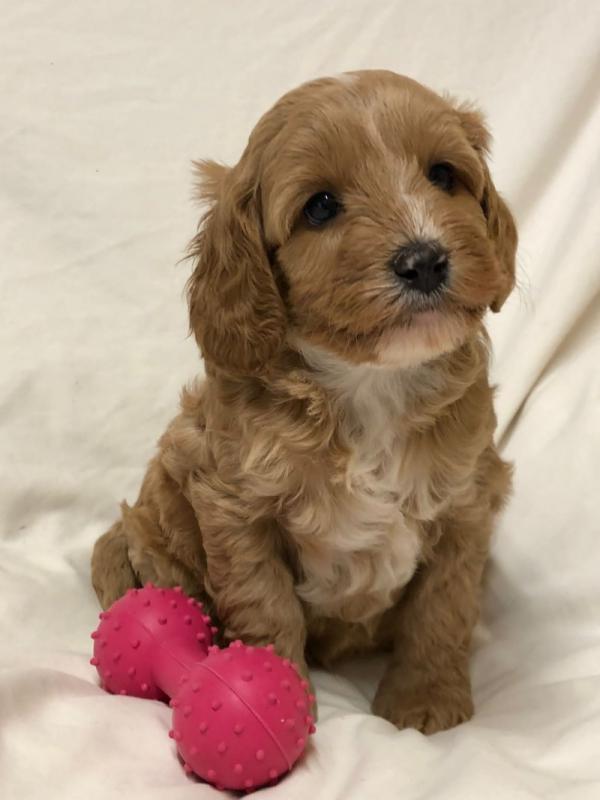 Gorgeous Red Cavapoo Puppies for adoption Image eClassifieds4u