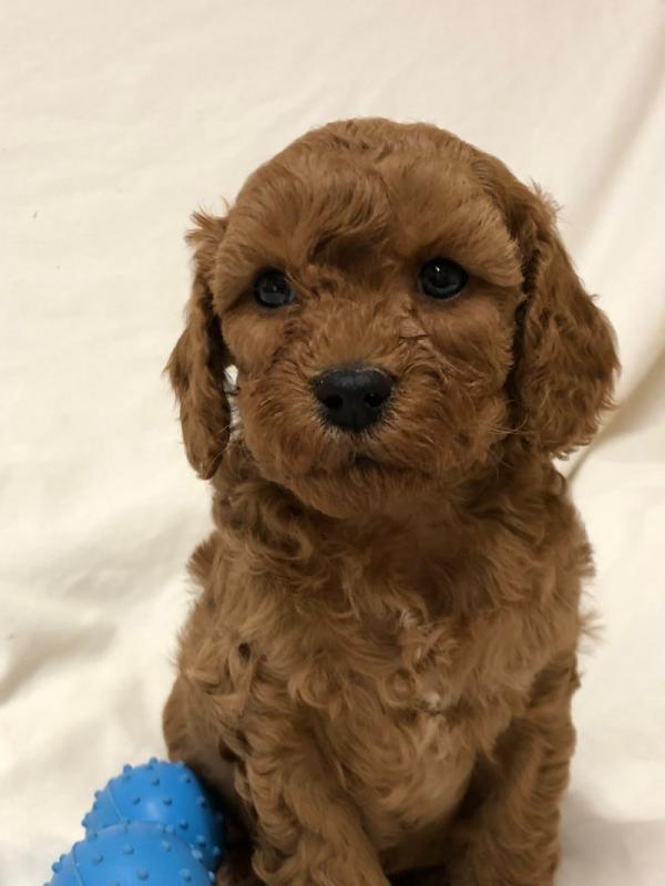 Gorgeous Red Cavapoo Puppies for adoption Image eClassifieds4u