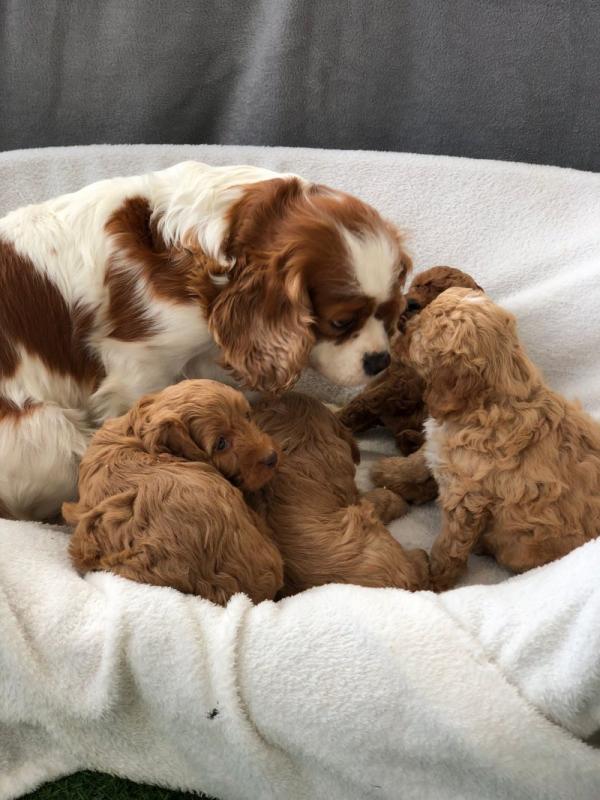 Gorgeous Red Cavapoo Puppies for adoption Image eClassifieds4u