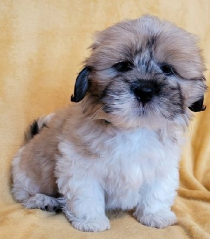 Lhasa Apso puppies available Image eClassifieds4u