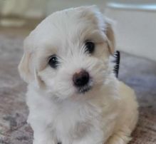 ⭐️ ⭐️ ⭐️ KC reg. Coton De Tulear puppies for Adoption ⭐️ ⭐️ ⭐️ Image eClassifieds4u 1