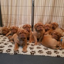 🤩🤩🤩 Pedigree Dogue de Bordeaux puppies for Adoption 🤩🤩🤩 Image eClassifieds4u 2