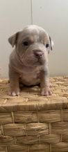 Adorable French Bulldog puppies for ADOPTION Image eClassifieds4u 3