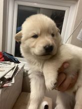 Beautiful German Shepherd Puppies for adoption Image eClassifieds4u 3