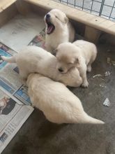 Beautiful German Shepherd Puppies for adoption Image eClassifieds4u 2
