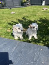 beautiful Maltpoo Puppies ready for adoption.. Image eClassifieds4u 2