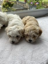 beautiful Maltpoo Puppies ready for adoption.. Image eClassifieds4u 4