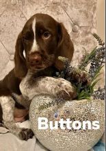 Braque Francais Pointer puppies for adoption.. Image eClassifieds4u 2
