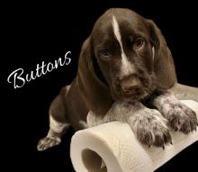 Braque Francais Pointer puppies for adoption.. Image eClassifieds4u 3