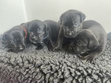 Cane Corso Puppies for loving homes Image eClassifieds4u 4
