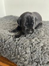 Cane Corso Puppies for loving homes Image eClassifieds4u 3