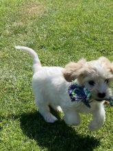 Cavashon puppies ready for adoption Image eClassifieds4u 2