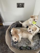 Cavashon puppies ready for adoption Image eClassifieds4u 3