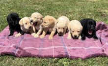 Cute Labrador Retriever puppies ready for adoption.. Image eClassifieds4u 2
