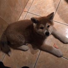 Cute Male and Female Akita Puppies Up for Adoption... Image eClassifieds4u 3