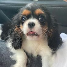 Excellence lovely Male and Female cavalier king charles spaniel Puppies for adoption Image eClassifieds4u 2