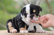 Excellence lovely Male and Female english bulldog Puppies for adoption Image eClassifieds4u 2