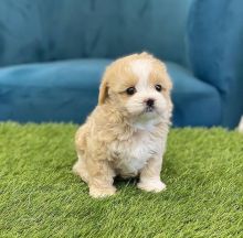 Excellence lovely Male and Female maltipoo Puppies for adoption Image eClassifieds4u 3