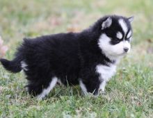 Excellence lovely Male and Female pomsky Puppies for adoption Image eClassifieds4u 2