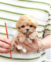 Maltipoo male and female puppies available Image eClassifieds4u 4