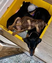 Miniature Pinschers puppies Ready for adoption.... Image eClassifieds4u 3