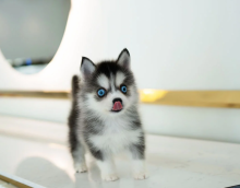 Pomsky puppies available Image eClassifieds4u 2