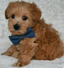 Shoodle Puppies available Image eClassifieds4u 2